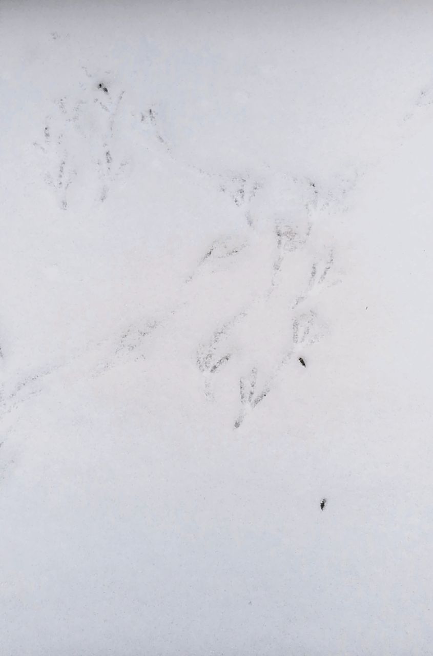 FULL FRAME SHOT OF SNOW COVERED FIELD