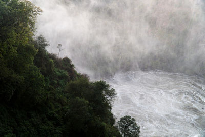 Scenic view of waterfall in forest