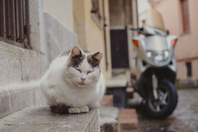 Taormina alley cat