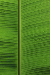 Full frame shot of raindrops on green leaf