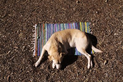 High angle view of dog sleeping on street