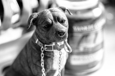 Close-up portrait of dog