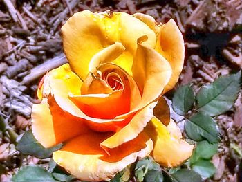 Close-up of rose plant