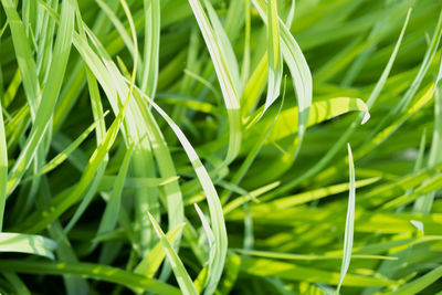 Close-up of fresh green plant in field