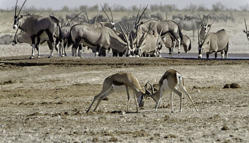 Gemsbok fighting on field