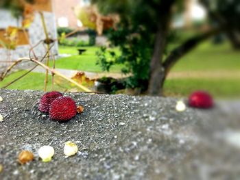 Close-up of red berries on tree