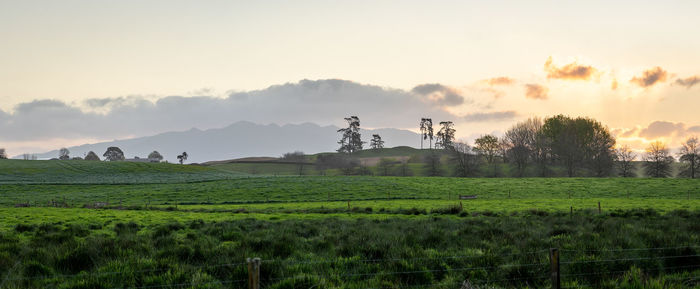 Scenic view of agricultural field against sky during sunset