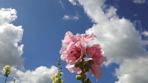 Low angle view of pink flowers against cloudy sky