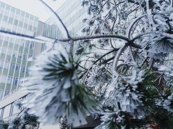Low angle view of tree against building