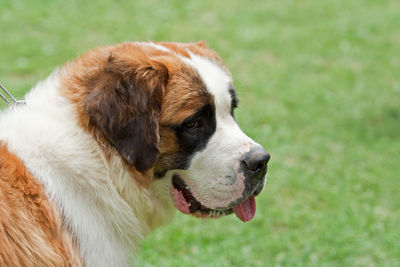Portrait of dog saint bernard
