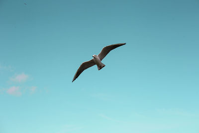 Low angle view of seagull flying against clear blue sky