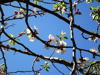 Low angle view of cherry blossom tree