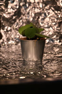 Close-up of potted plant in pot