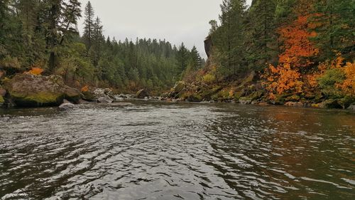 Scenic view of river in forest
