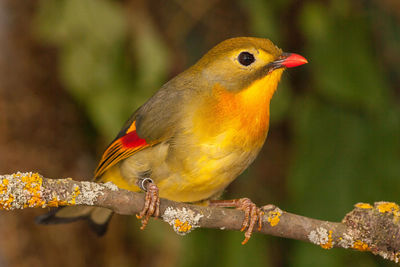 Close-up of bird perching on branch