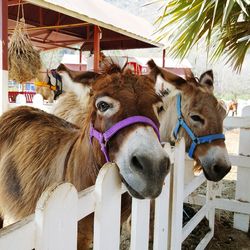 Donkeys standing in pen