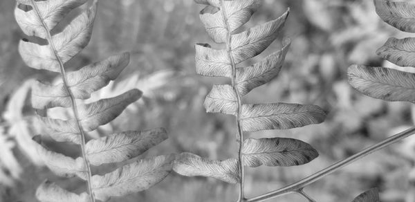 Close-up of flowering plant leaves