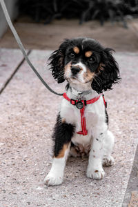 Portrait of puppy