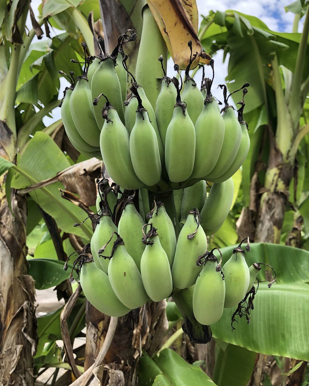 CLOSE-UP OF FRUITS ON TREE