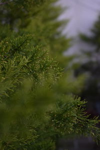 Close-up of pine tree in forest