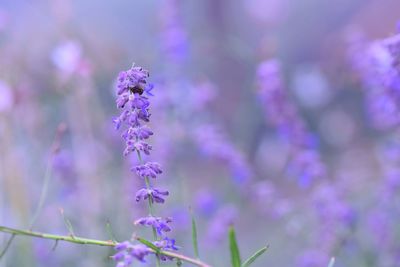 Close-up of lavender blooming outdoors