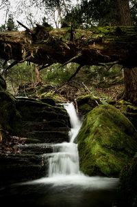 Scenic view of waterfall in forest