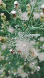 Close-up of flower plant