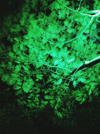 Close-up of fresh green plants in forest