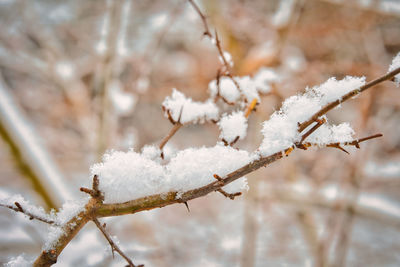 Close-up of frozen plant during winter