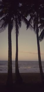 Silhouette palm trees on beach against sky during sunset