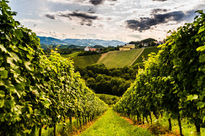 Scenic view of vineyard against sky