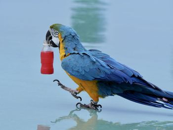 Close-up of bird