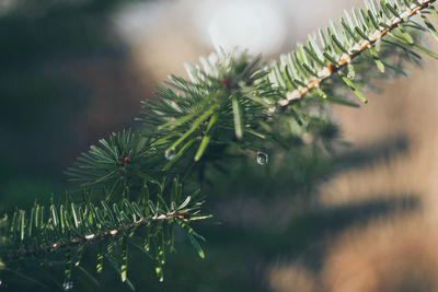 Close-up of fresh green plant