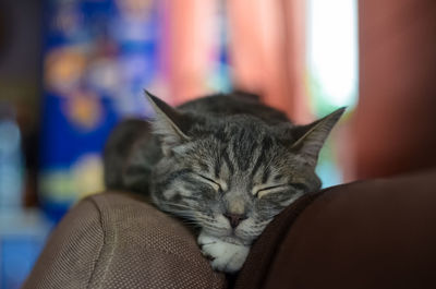 Close-up of cat sleeping at home