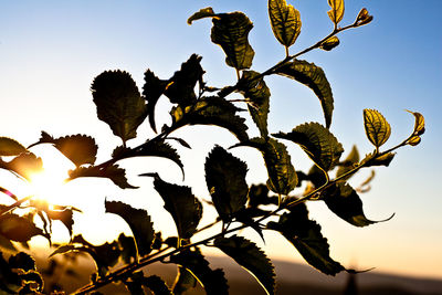 Low angle view of plant against clear sky