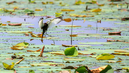 View of birds in water