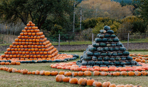 Stack of pumpkins on land