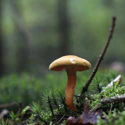 Close-up of mushroom growing outdoors