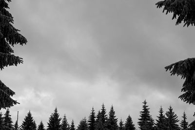 Low angle view of trees against sky