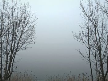 Bare trees in foggy weather