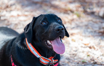 Black dog looking away