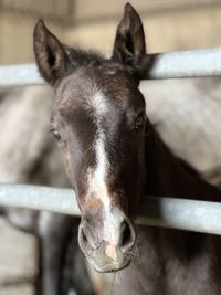 Close-up of horse