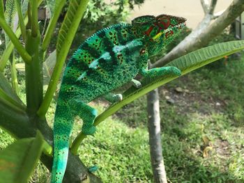 Close-up of a lizard on tree