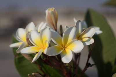 Close-up of white flowering plant