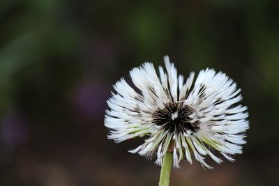 Close-up of white flower blooming outdoors