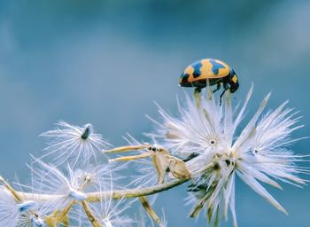 Close-up of ladybug on flower