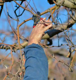 Cropped hand of man pruning branch with shears