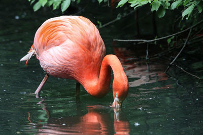 Flamingoes in lake