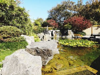 View of plants in garden