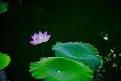 Close-up of lotus water lily